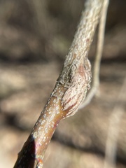 Neolasioptera cornicola