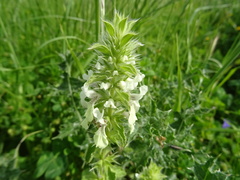 Stachys ocymastrum