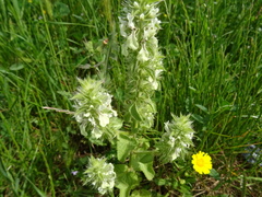 Stachys ocymastrum