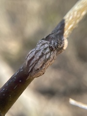 Neolasioptera cornicola