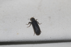 Melalgus plicatus