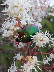 Macraspis chrysis