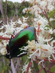 Macraspis chrysis