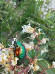 Macraspis chrysis
