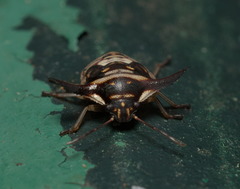 Alcimocoris coronatus