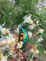 Macraspis chrysis