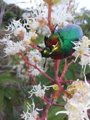 Macraspis chrysis