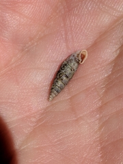 Clausilia