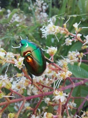 Macraspis chrysis