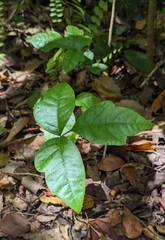 Toxicodendron radicans image