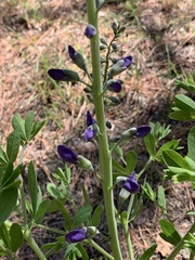 Baptisia australis aberrans