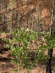 Baptisia australis aberrans