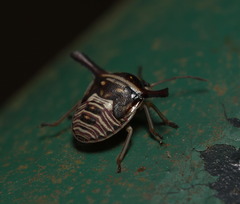 Alcimocoris coronatus