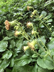 Rugelia nudicaulis