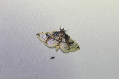 Compacta hirtalis