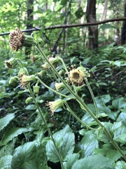 Rugelia nudicaulis