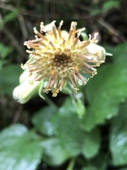 Rugelia nudicaulis