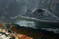Taeniurops meyeni