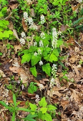 Tiarella wherryi