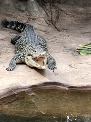 Crocodylus rhombifer