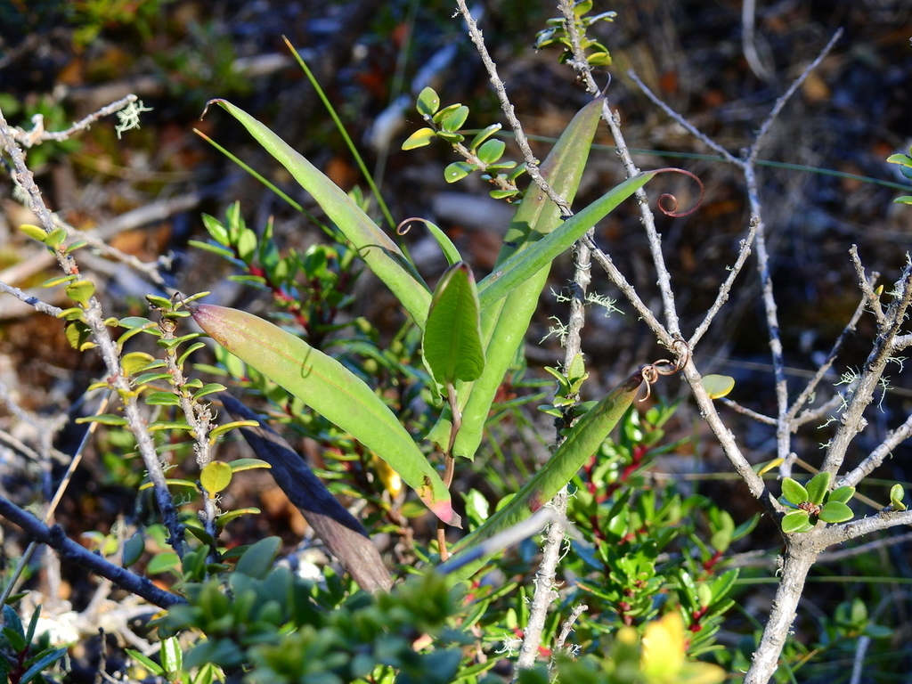 Mutisia burkartii