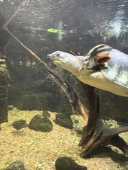 Carettochelys insculpta