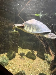 Carettochelys insculpta