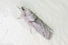 Myelopsis alatella