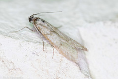 Myelopsis alatella