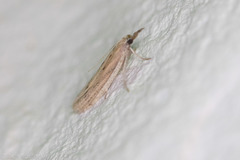 Peoria roseotinctella