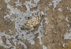 Dichocrocis sabatalis