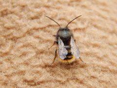 Osmia cornuta