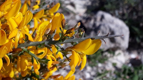 Corsican gorse (Genista corsica)