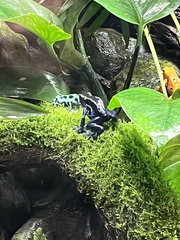 Dendrobates