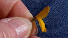 Genista corsica