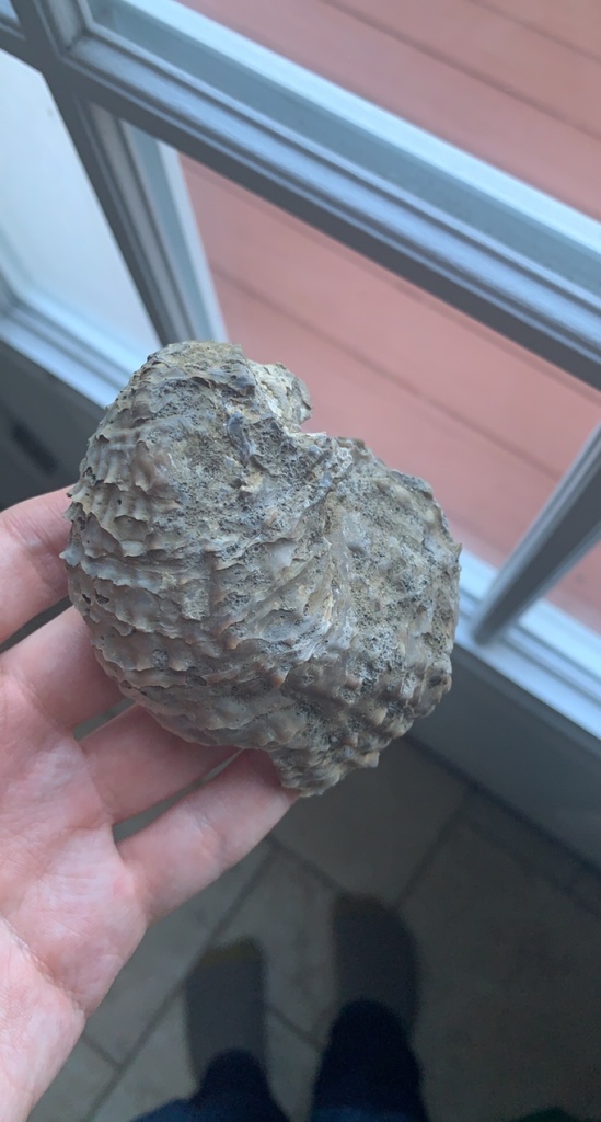 Exogyra costata