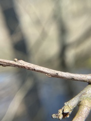 Callirhytis medularis