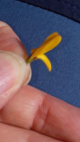 Image of Genista corsica by (c) Alessia Guggisberg, some rights reserved (CC BY)