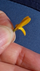Genista corsica