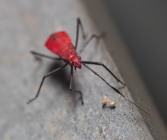 Paradasynus longirostris