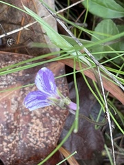 Cucumber mosaic virus
