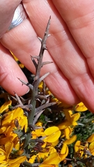 Genista corsica