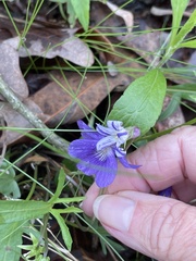 Cucumber mosaic virus