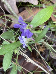Cucumber mosaic virus