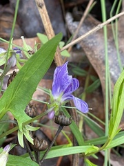 Cucumber mosaic virus