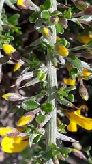 Genista corsica