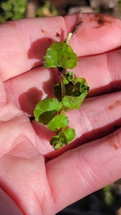 Chrysosplenium americanum