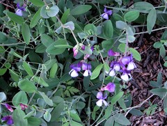Lathyrus nervosus