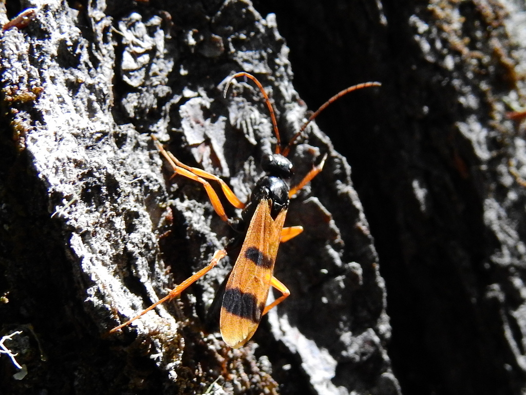 Sphictostethus isodontus