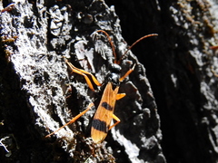 Sphictostethus isodontus